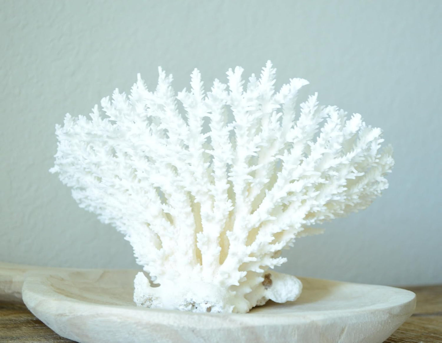 Sea Coral Fossil for Beach Wedding, Coastal Home Decor