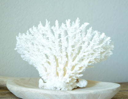 Sea Coral Fossil for Beach Wedding, Coastal Home Decor