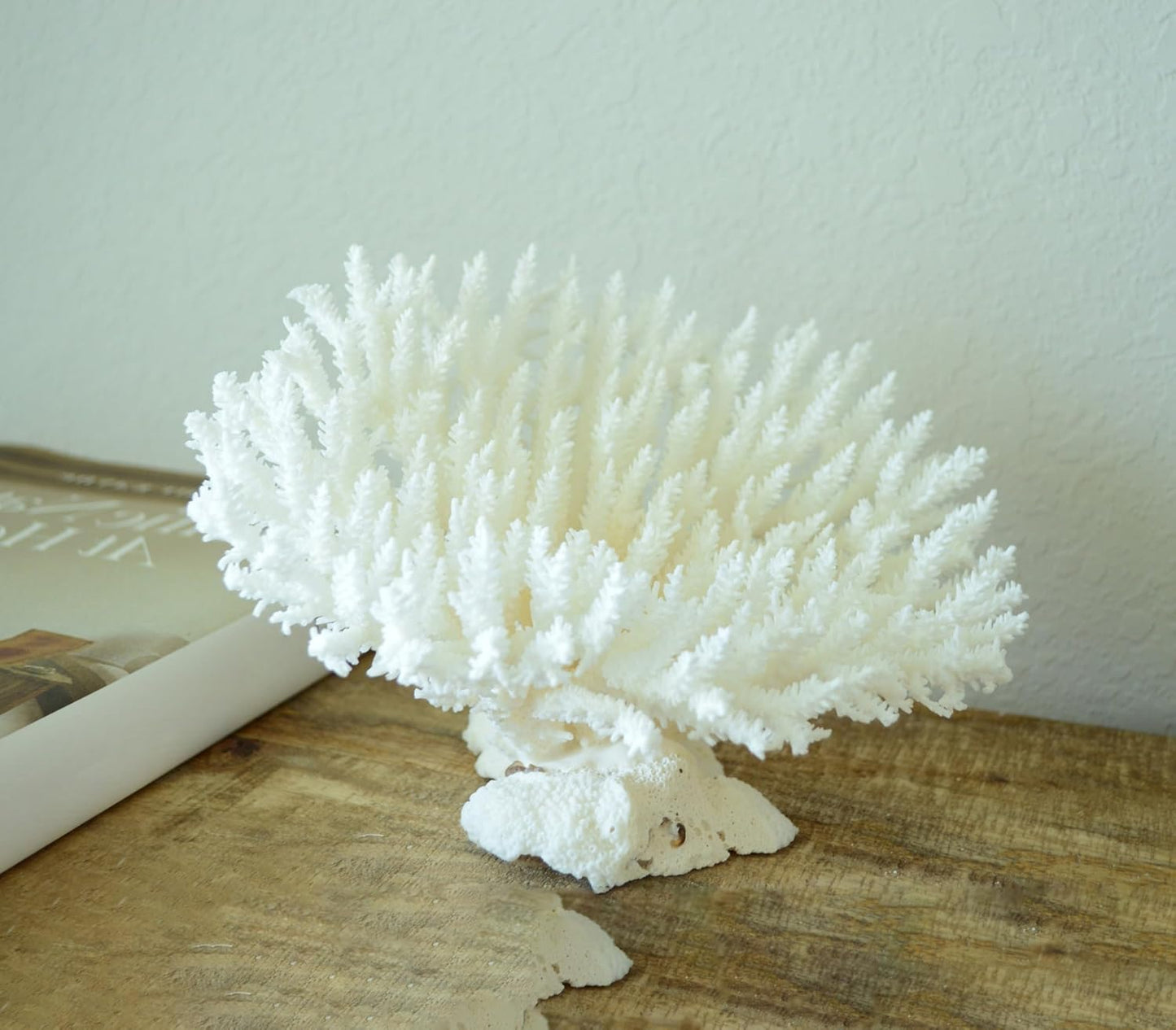 Sea Coral Fossil for Beach Wedding, Coastal Home Decor