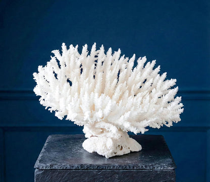 Sea Coral Fossil for Beach Wedding, Coastal Home Decor